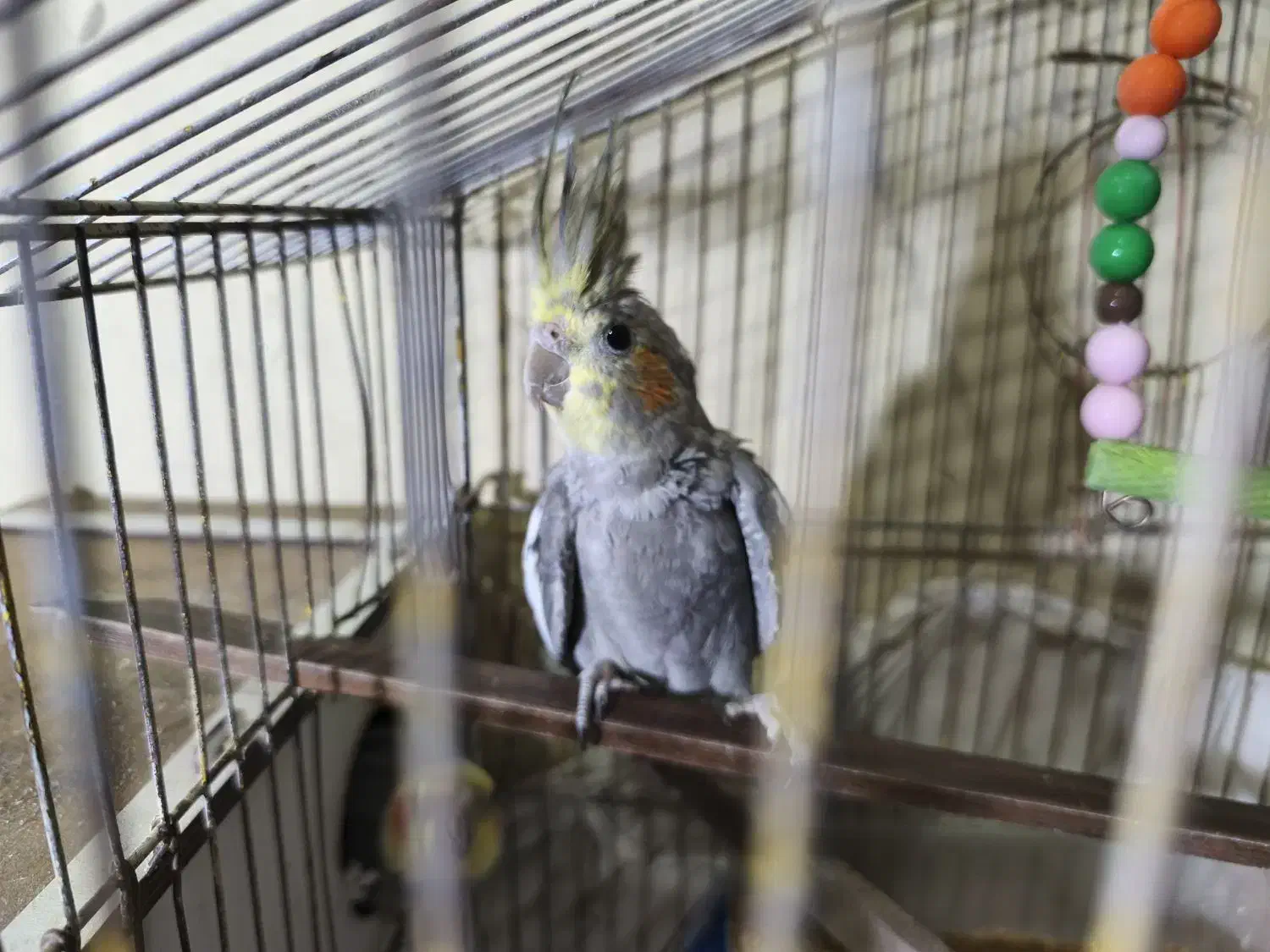 عروس هلندی|پرنده|مشهد, سمزقند|دیوار