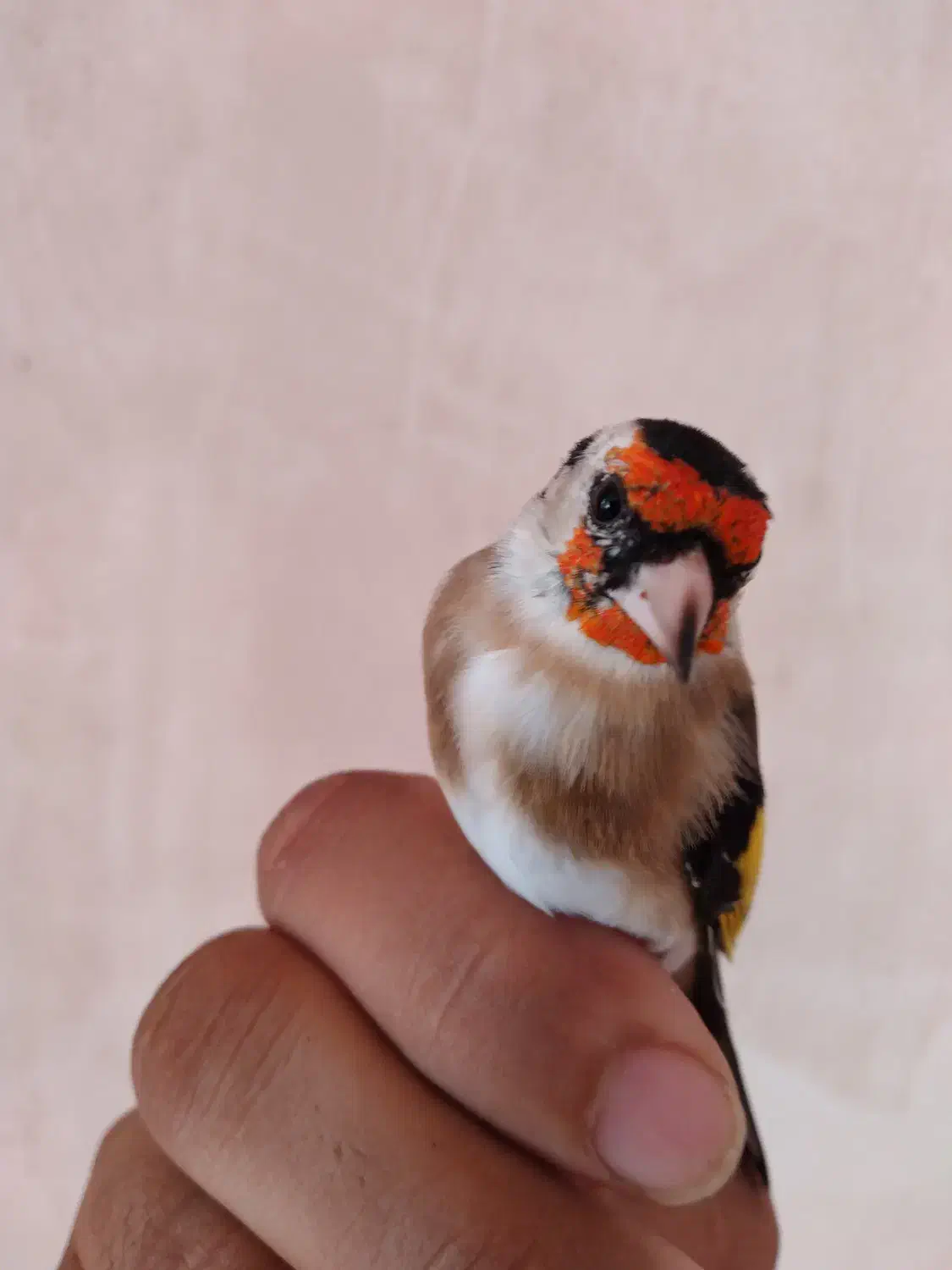 سهره|پرنده|سرپل ذهاب, |دیوار