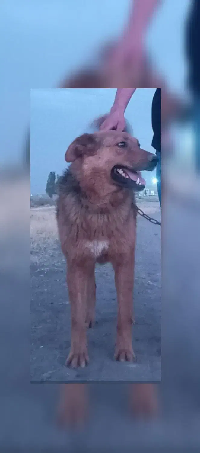 سگ گم شده|سگ|ازنا, |دیوار