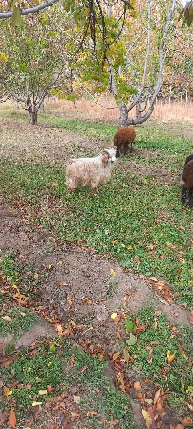 بز نر سالم مخصوص قربانی|حیوانات مزرعه|خوی, |دیوار