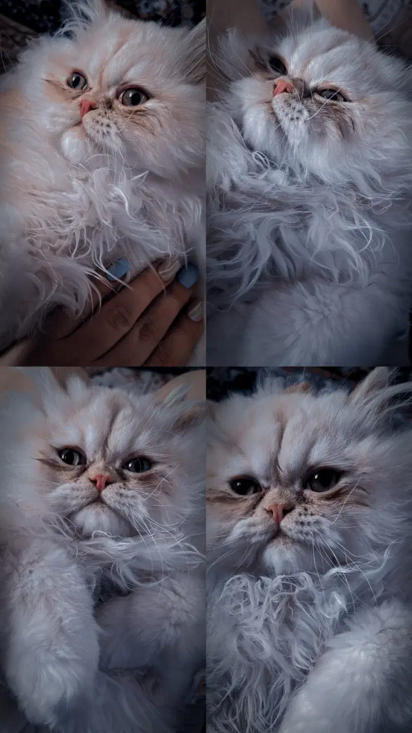 فروش گربه پرشین|گربه|محمدشهر, محمدشهر|دیوار