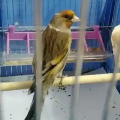 سهره غناری ول ول دار دوستا سهره دهن دار فروش فوری|پرنده|ملایر, |دیوار