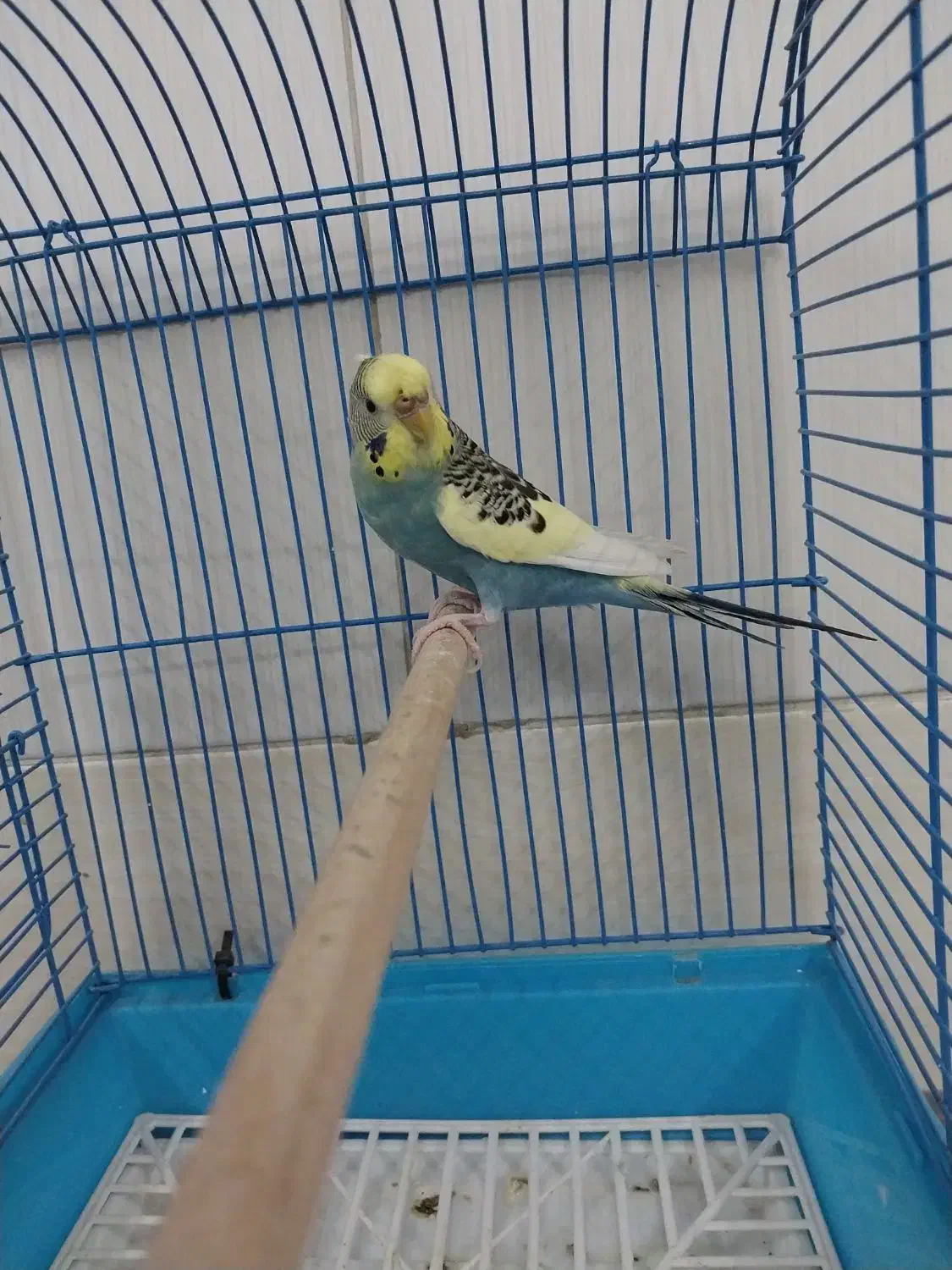 مرغ عشق یلو فیس رینبو و دبل فکتور|پرنده|قم, زند آباد|دیوار