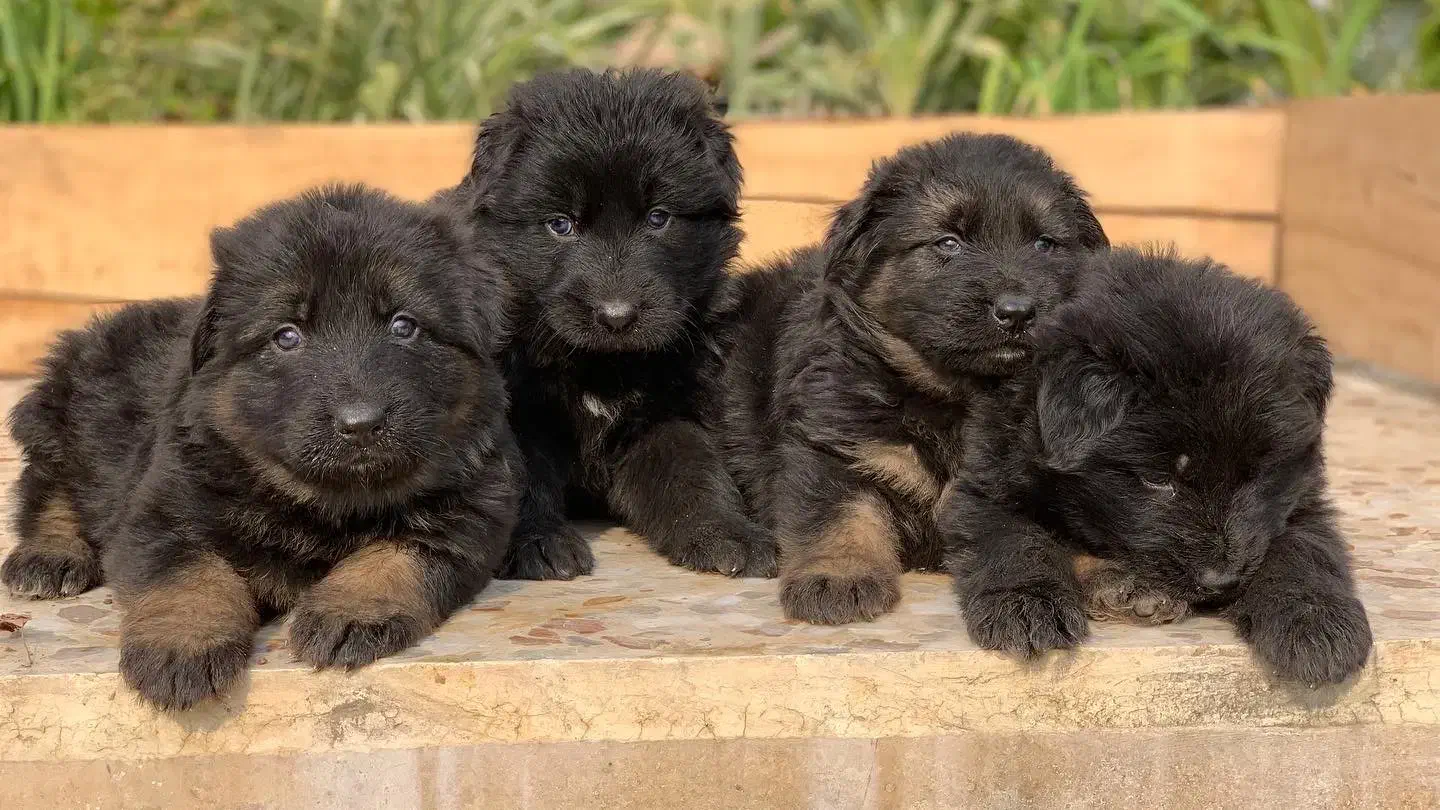 توله های ژرمن شولاین موبلند|سگ|ساری, |دیوار