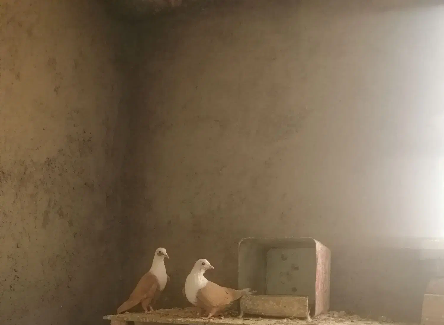 پنج جفت کله سفید زرد بدون کاکلی وکاکلی|پرنده|سبزوار, قلعهنو دهزار|دیوار