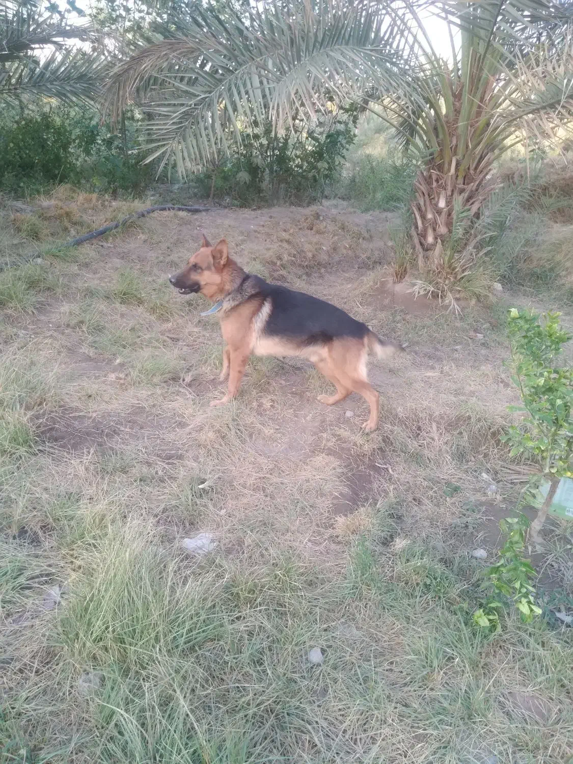 سگ ژرمن نر|سگ|جیرفت, |دیوار