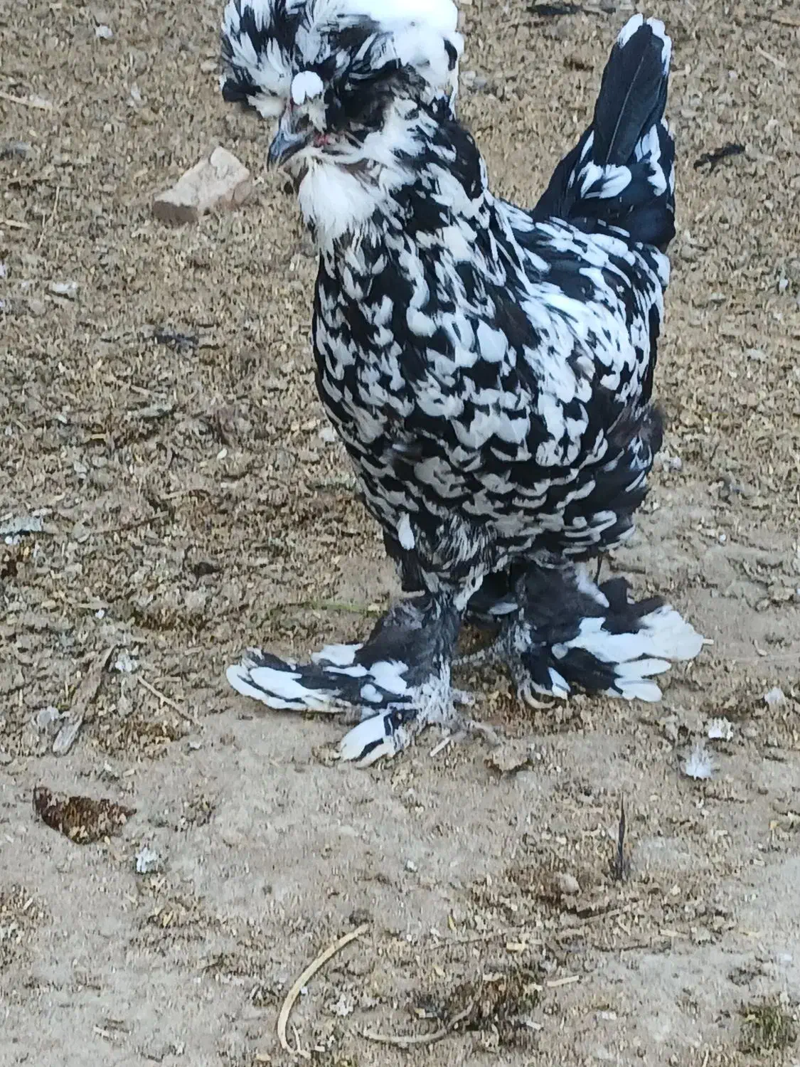 مرغ و خروس سلطان تخم گذار|حیوانات مزرعه|مرند, |دیوار