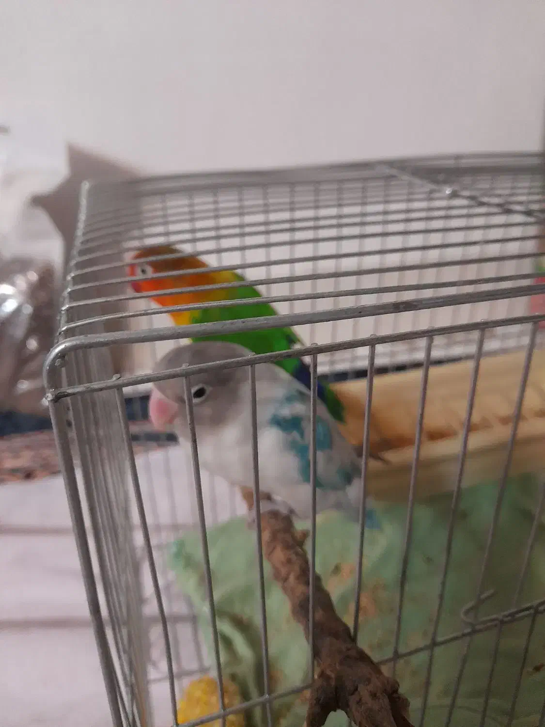 طوطی برزیلی|پرنده|ری, شهید بهشتی|دیوار