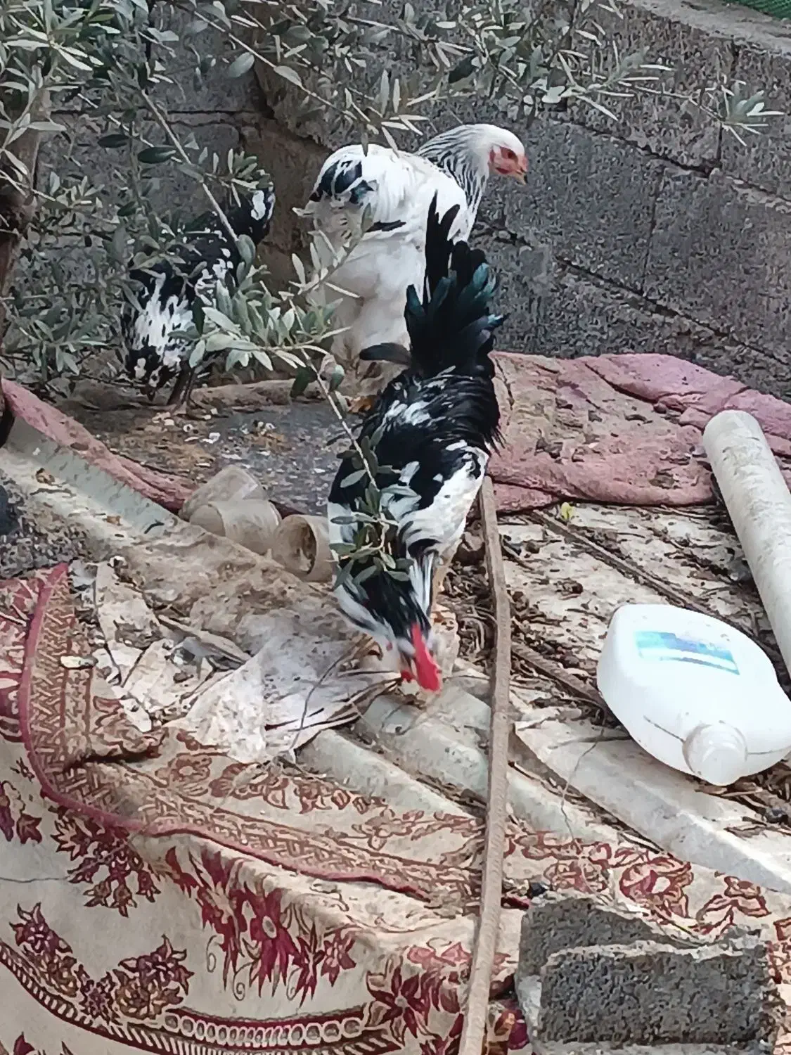 ۳ عدد خروس گلین اصل همشون میخونن|حیوانات مزرعه|رستمآباد, |دیوار