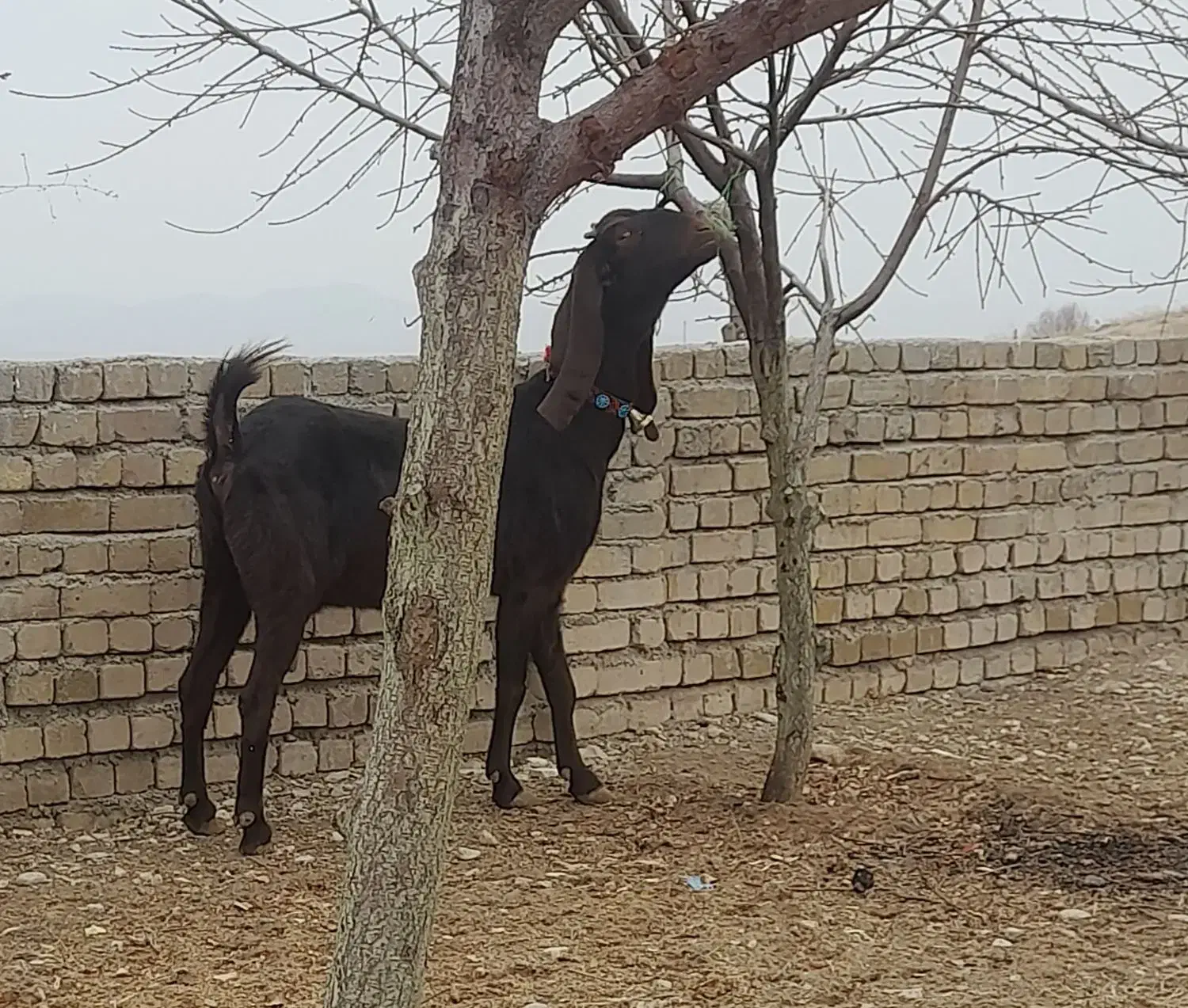 بز غاله نجدی|حیوانات مزرعه|بروجرد, |دیوار