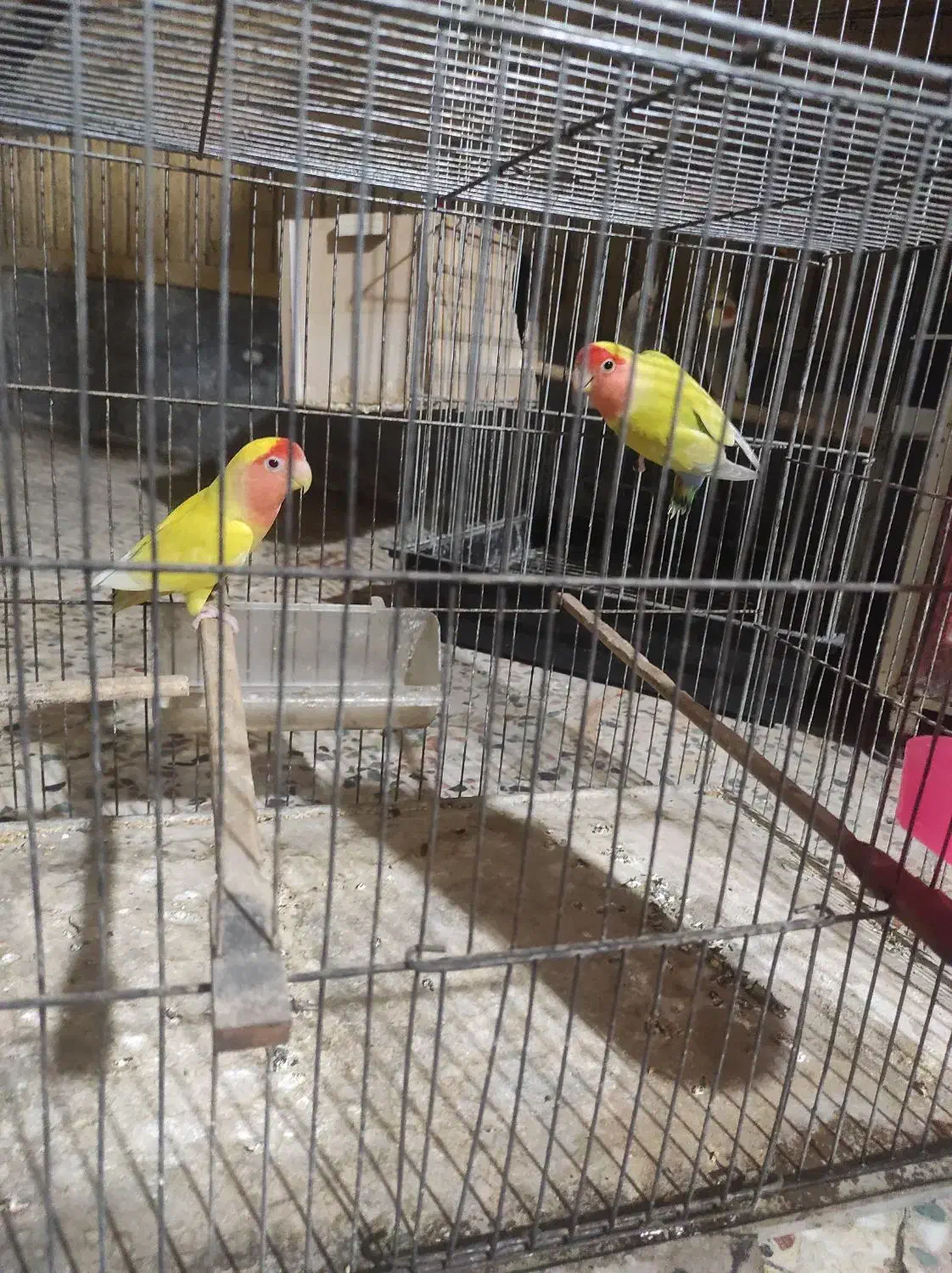 عروس وطوطی شوش دانیال|پرنده|شوش, |دیوار