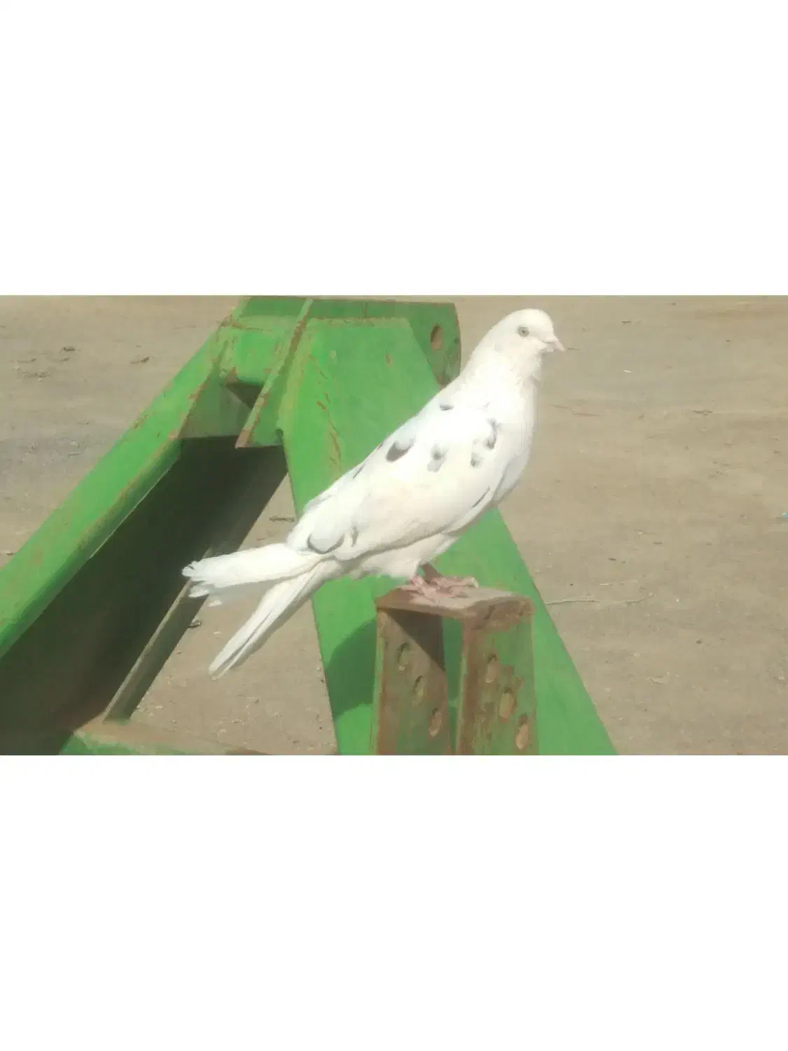 کبوتر فروشی نر|پرنده|میلاجرد, |دیوار