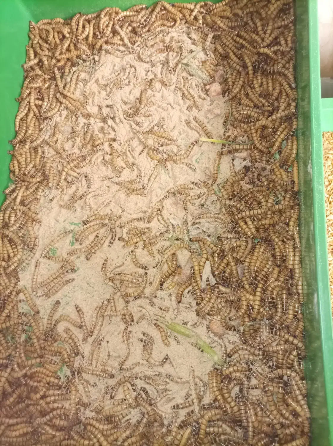 میلورم و سوپر ورم زنده|خزنده|تهران, استخر|دیوار