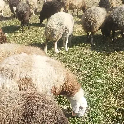 کارگر برای دامداری|استخدام صنعتی، فنی، مهندسی|اراک, |دیوار