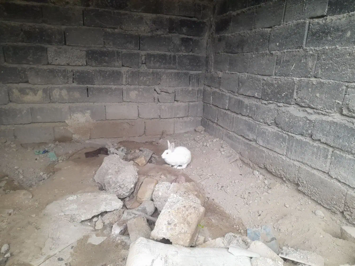 خرگوش|موش و خرگوش|کلاله, |دیوار