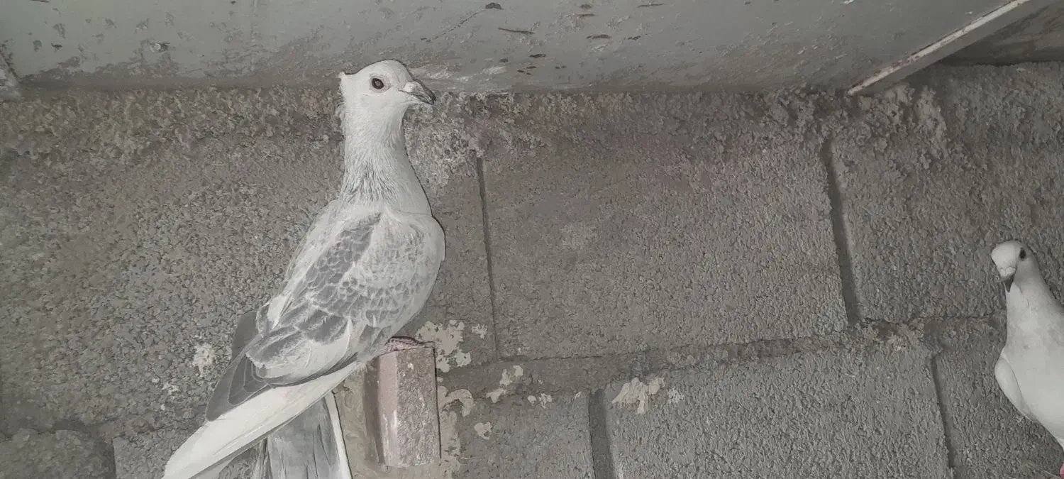 پولک شامی کاکلی|پرنده|طبس, |دیوار