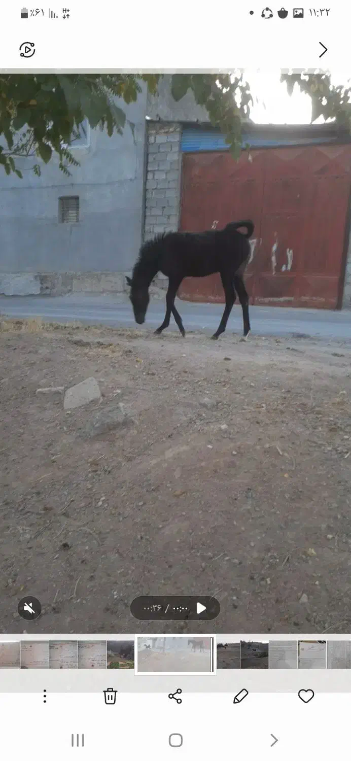 کره نریان ۵ماهه پرخون وسرودم گیر|اسب و تجهیزات اسب‌سواری|چادگان, |دیوار