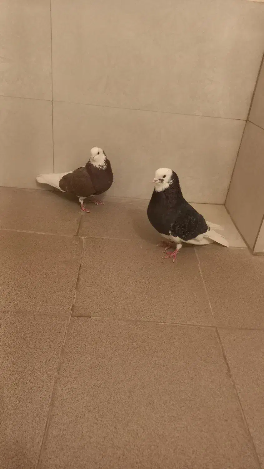 شازده|پرنده|مبارکه, |دیوار