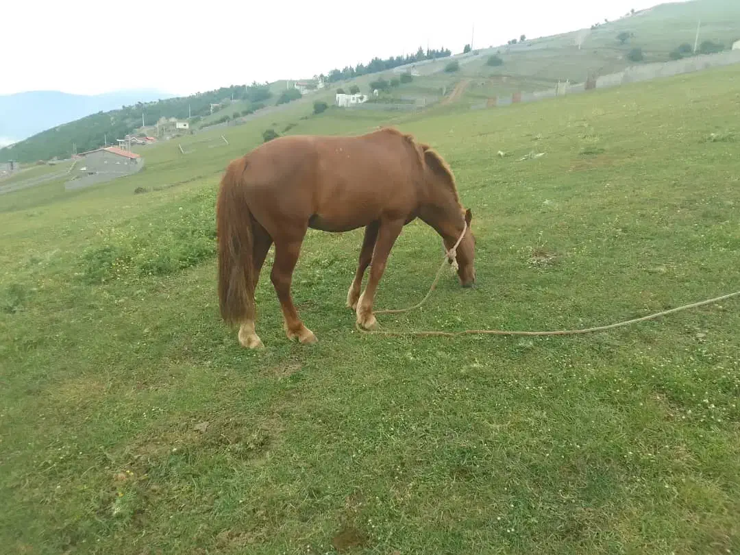 اسب|اسب و تجهیزات اسبسواری|کلاردشت, |دیوار