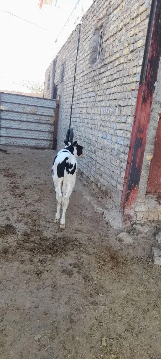 گوساله هلشتاین|حیوانات مزرعه|آوج, |دیوار