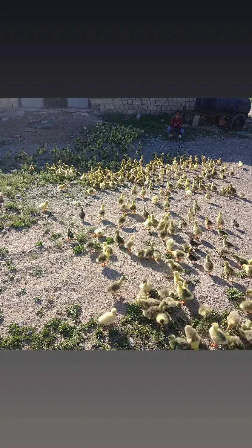 جوجه غاز و غاز  و بوقلمون|حیوانات مزرعه|بیجار, |دیوار