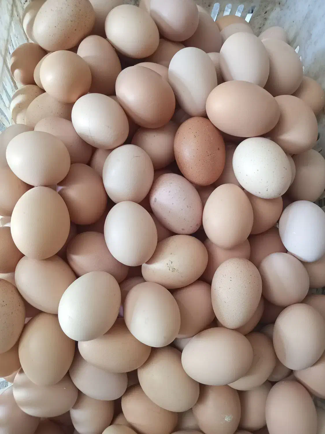 تخم مرغ محلی اصل گلپایگانی|خوردنی و آشامیدنی|شیراز, بازار|دیوار