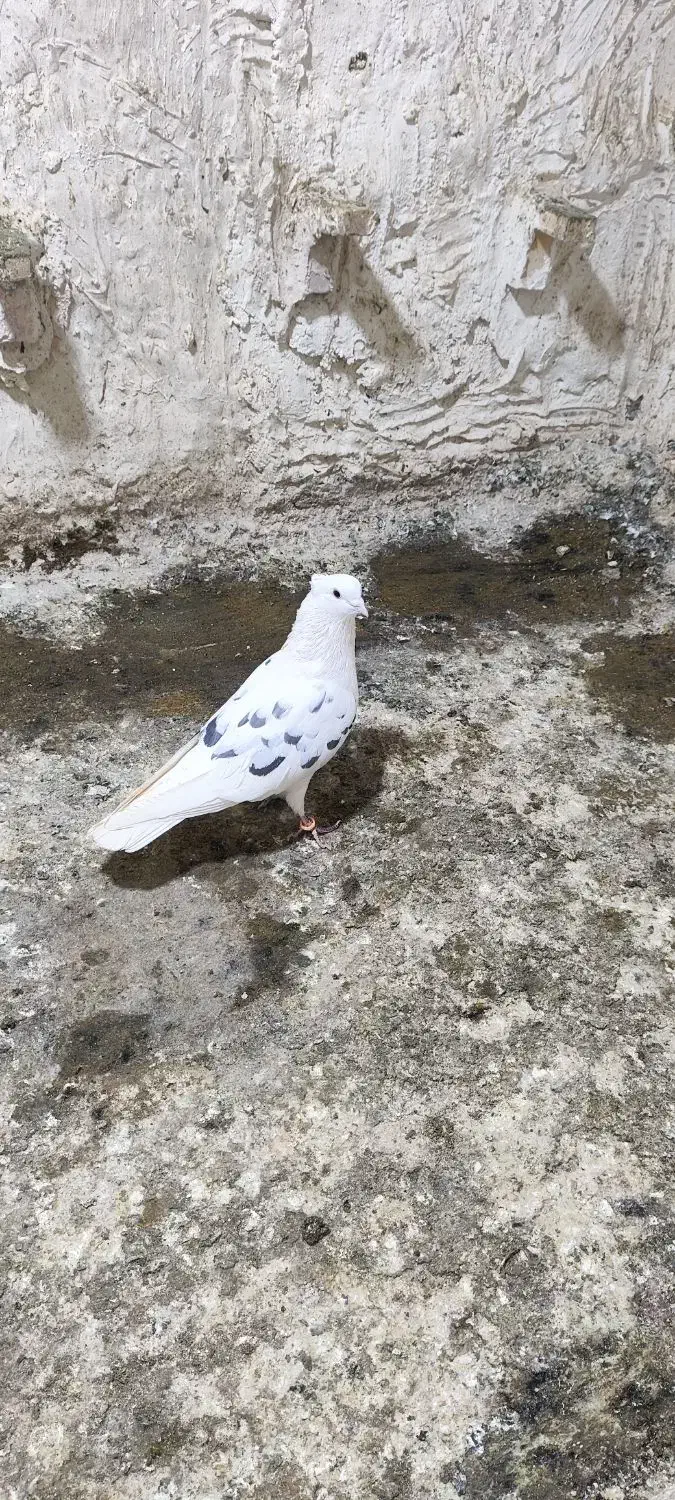 کفتر کبوتر|حیوانات|کرمان, |دیوار