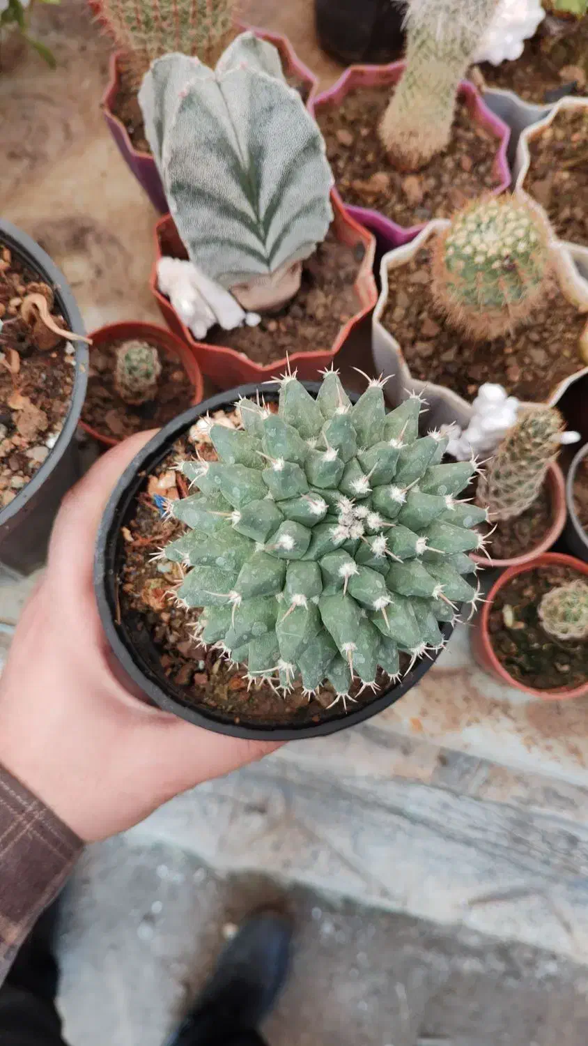 فروش کاکتوس|گل و گیاه طبیعی|الوند, |دیوار