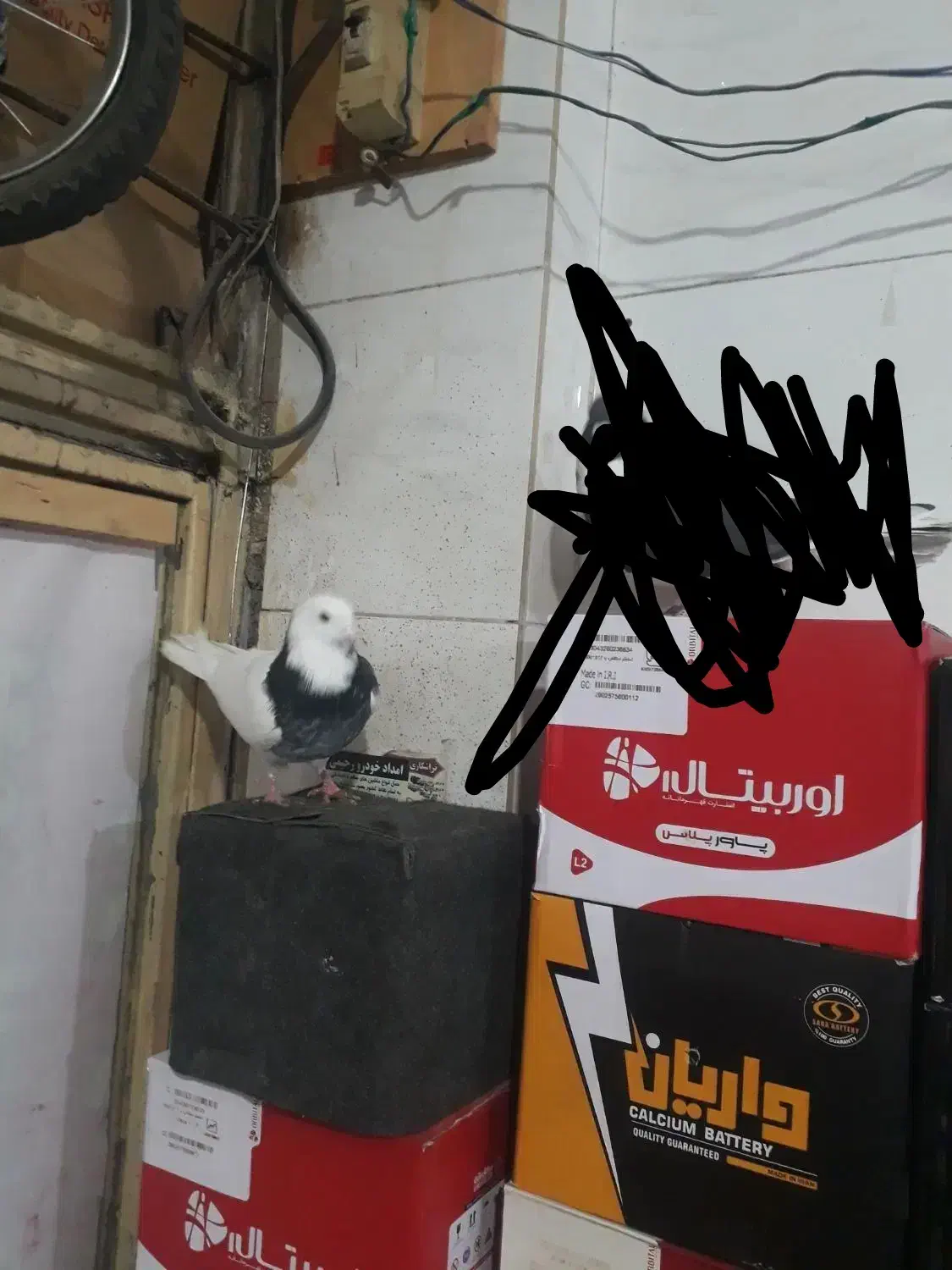 نر تهرانی|پرنده|بروجرد, |دیوار