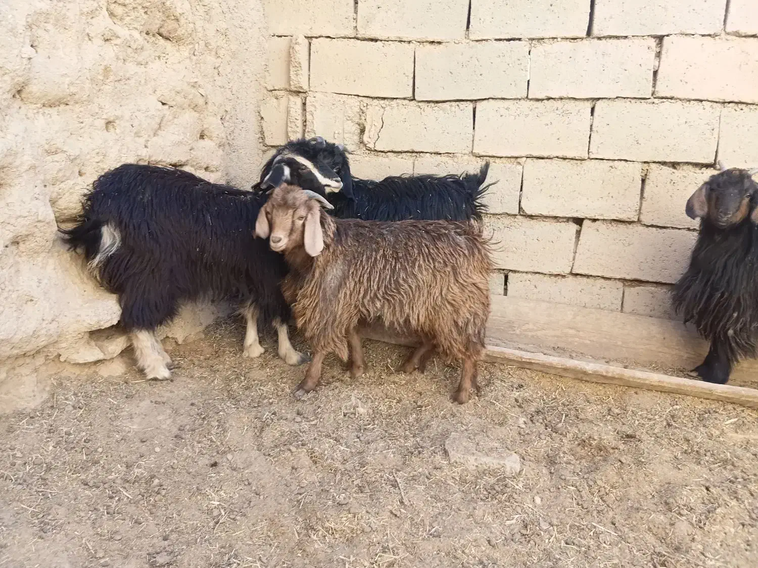 بزغاله فروشی|حیوانات مزرعه|شاهرود, |دیوار