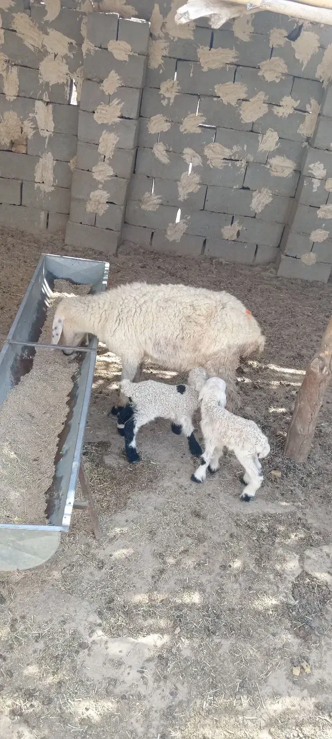 گوسفند جملی حیکلی با دوبره نروماده|حیوانات مزرعه|زابل, |دیوار