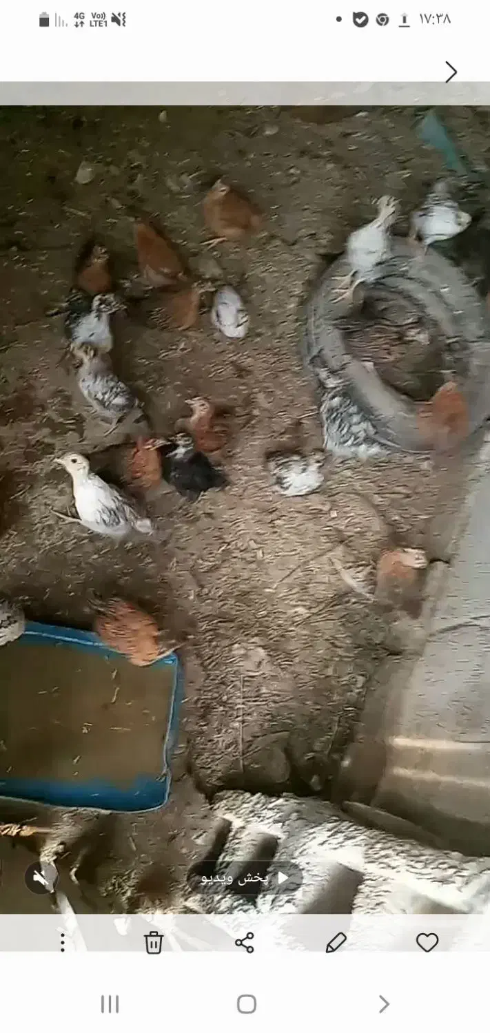 جوجه یه ماهه|حیوانات مزرعه|هندیجان, |دیوار