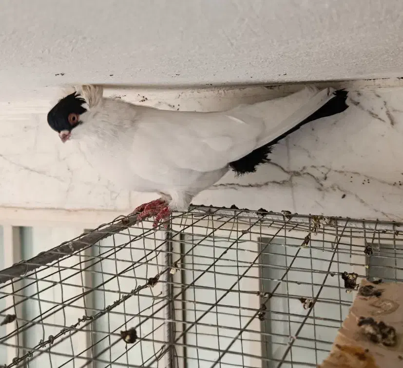 کبوتر زینتی|حیوانات|کرمانشاه, |دیوار