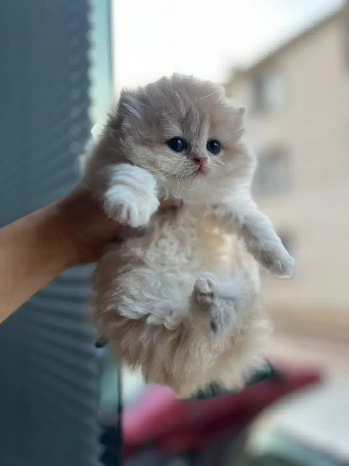 گربه اسکاتیش و بریتیش|گربه|مشهد, الهیه|دیوار