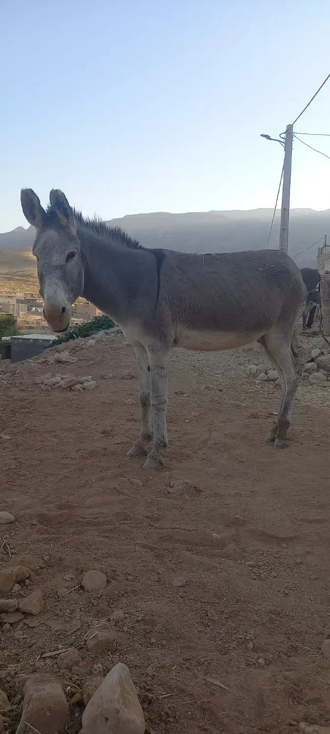 دو عدد الاغ، یکی نر و یکی ماده با کره ای ماده|حیوانات مزرعه|سیروان, |دیوار