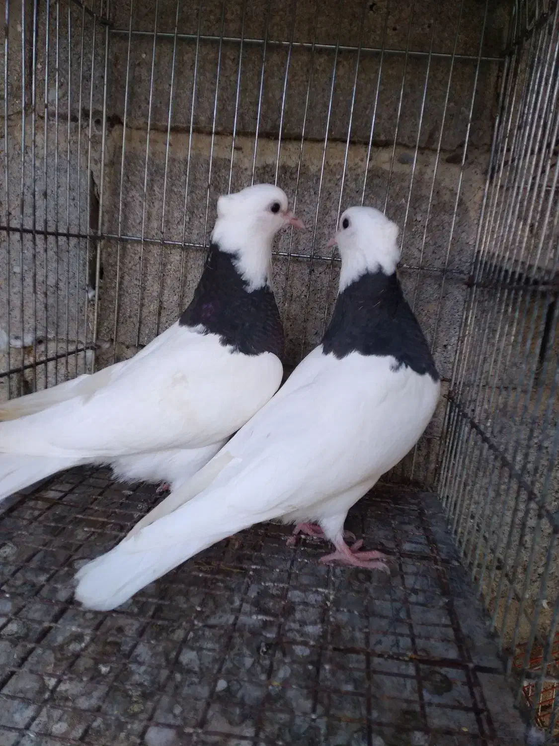 جفت کبوتر طوقی برای فروشی|پرنده|بابل, |دیوار