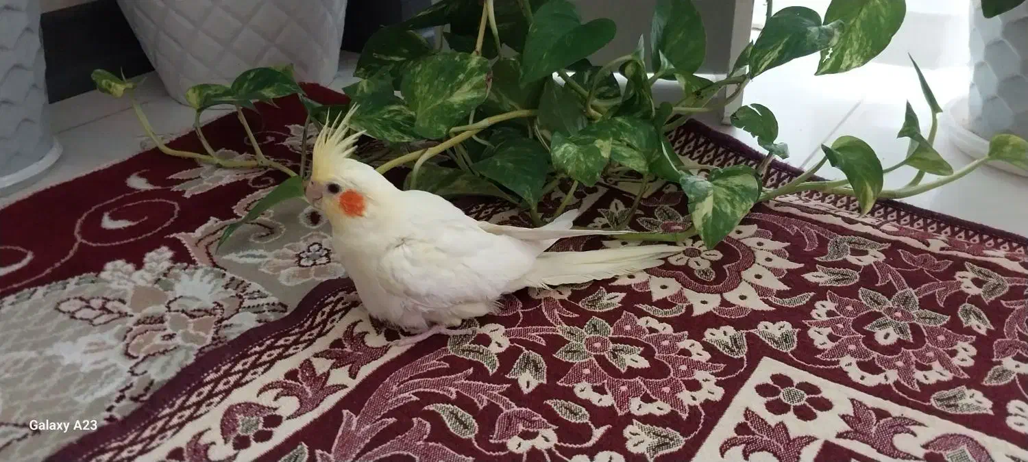 عروس هلندی لوتینو (زعفرانی)|پرنده|خمینیشهر, |دیوار