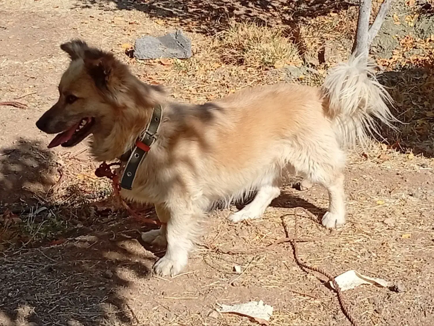 واگذاری سگ پا کوتاه|سگ|سنندج, |دیوار