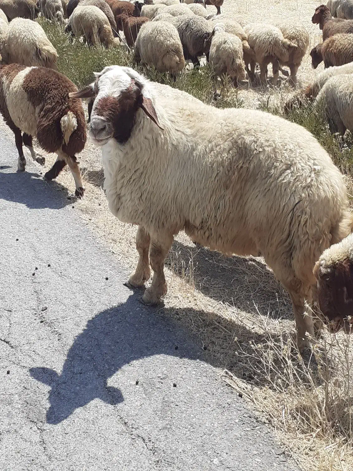 قوچ شیره دارداشتی|حیوانات مزرعه|کرمانشاه, |دیوار