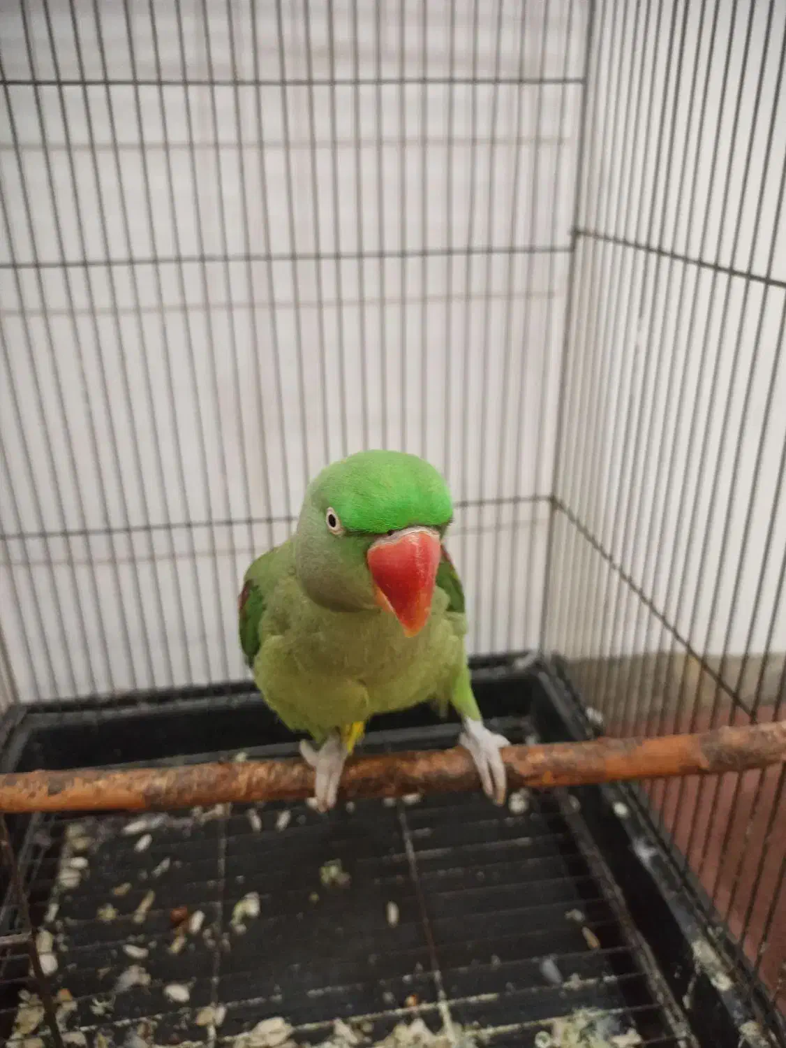 پرنده شاطوطی|پرنده|بهشهر, |دیوار