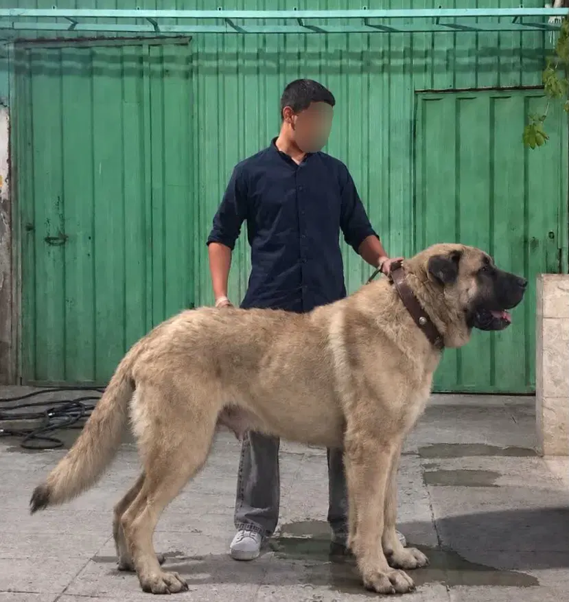 سگ سرابی . آلابای . کانگال . قفقازی . پژدر|سگ|تهران, جردن|دیوار