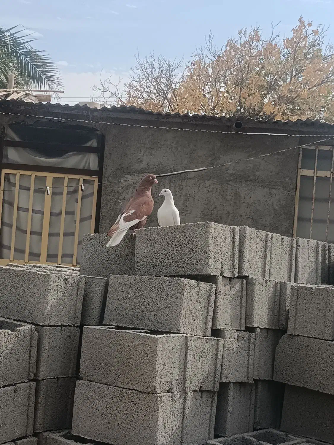 کفتربهبانی ویک میلیمنزنر سرحال|پرنده|افزر, |دیوار