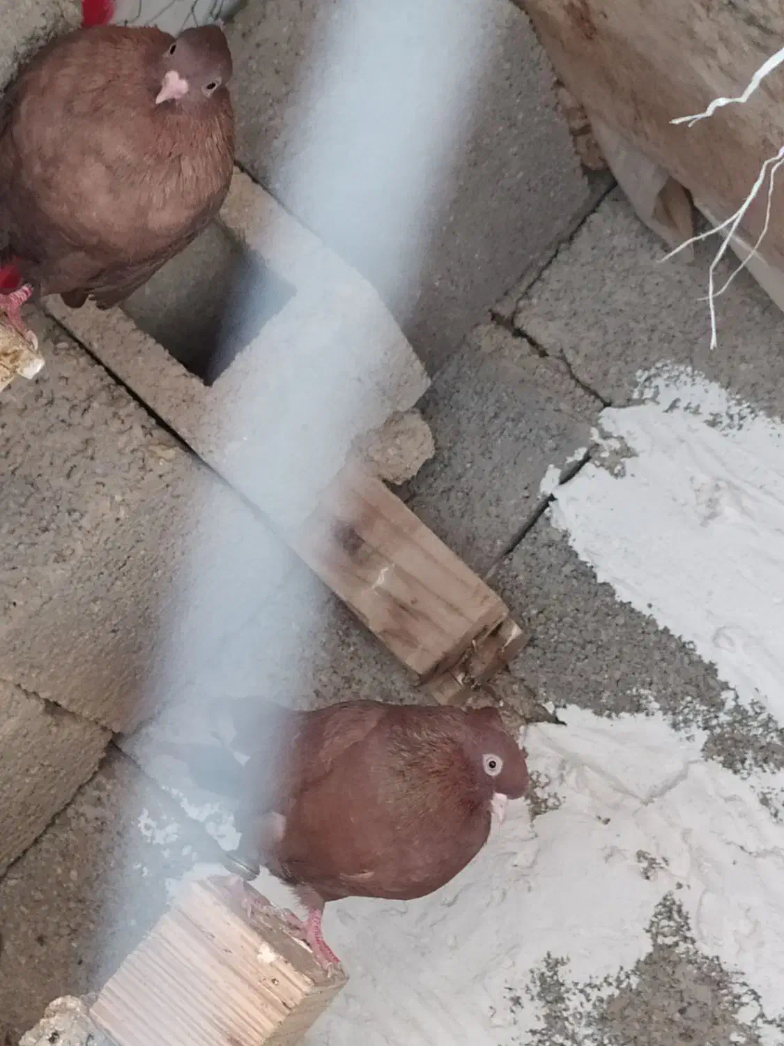 دوعدد شامی صرب|پرنده|بندر گناوه, |دیوار