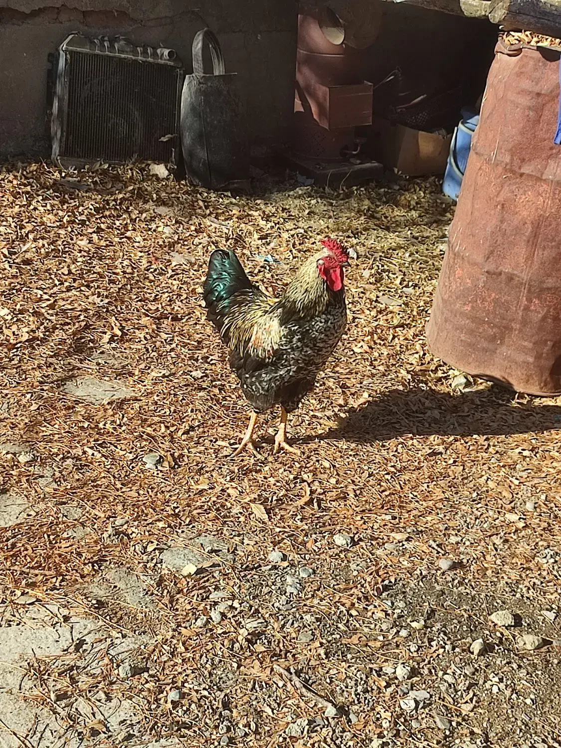 خروس زیبا|حیوانات مزرعه|سنندج, |دیوار