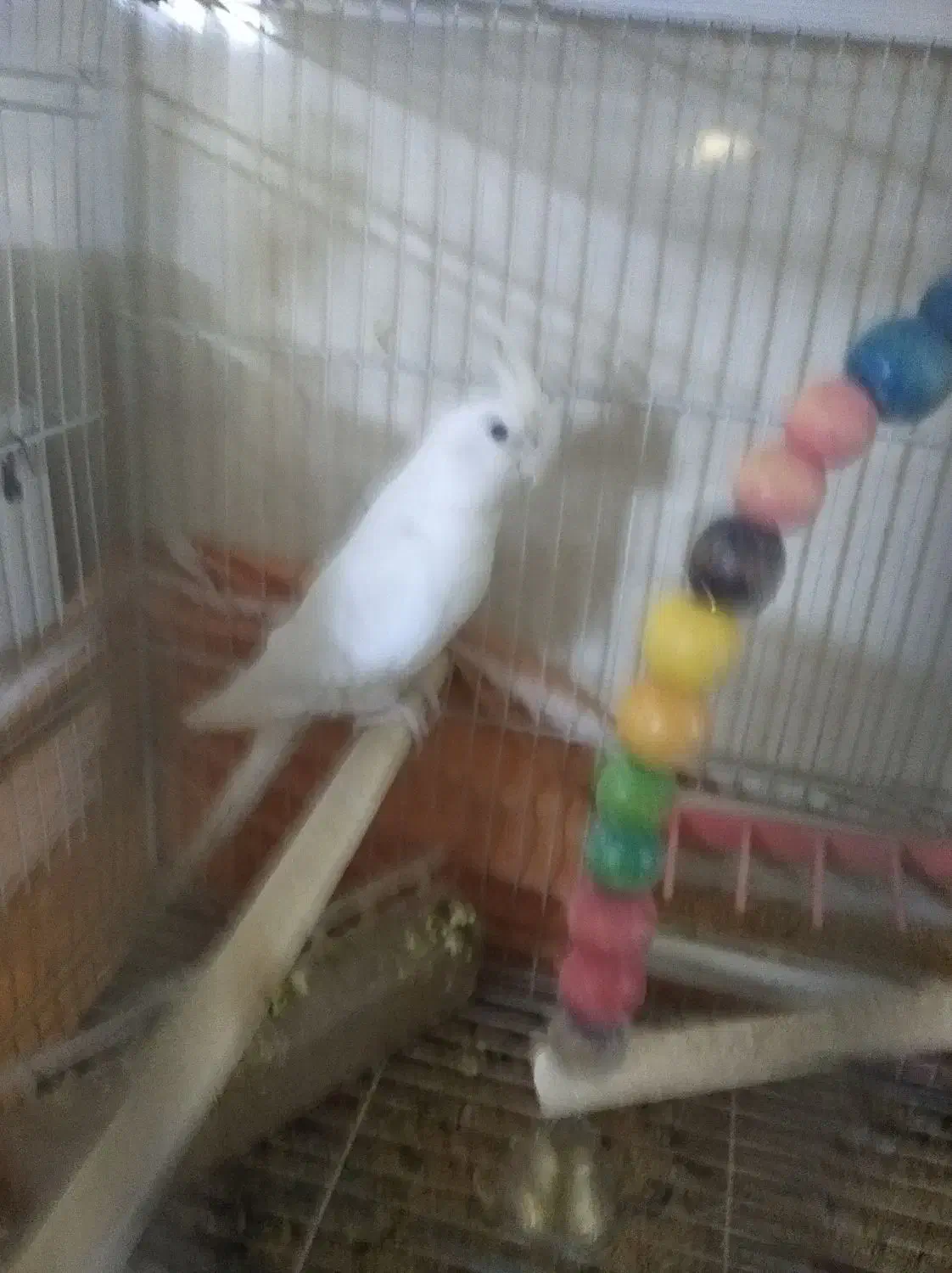 عروس هلندی سرحال نر|پرنده|نیشابور, هفده شهریور|دیوار