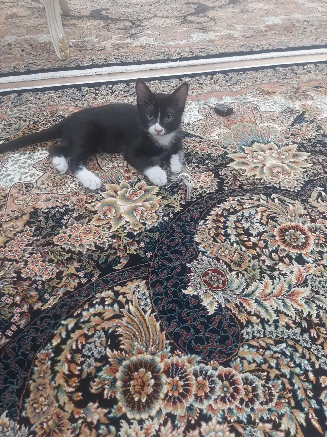 واگذاری رایگان گربه|گربه|نظرآباد, نظرآباد|دیوار