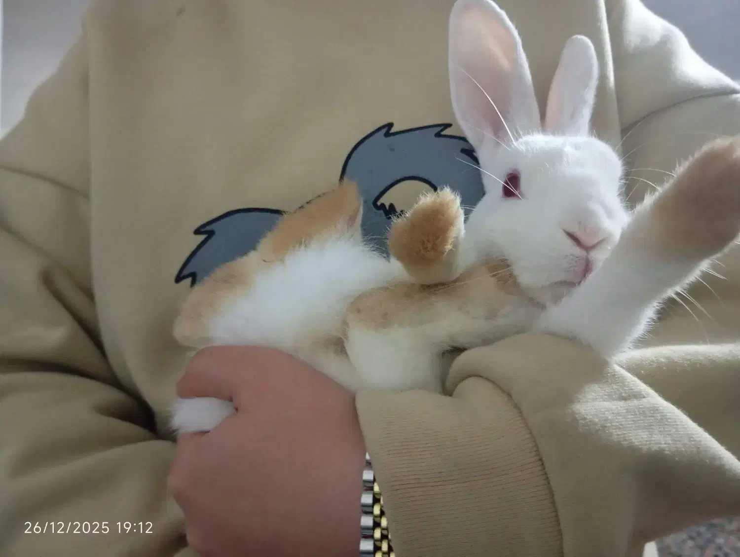 خرگوش|موش و خرگوش|لاهیجان, طالقانی|دیوار