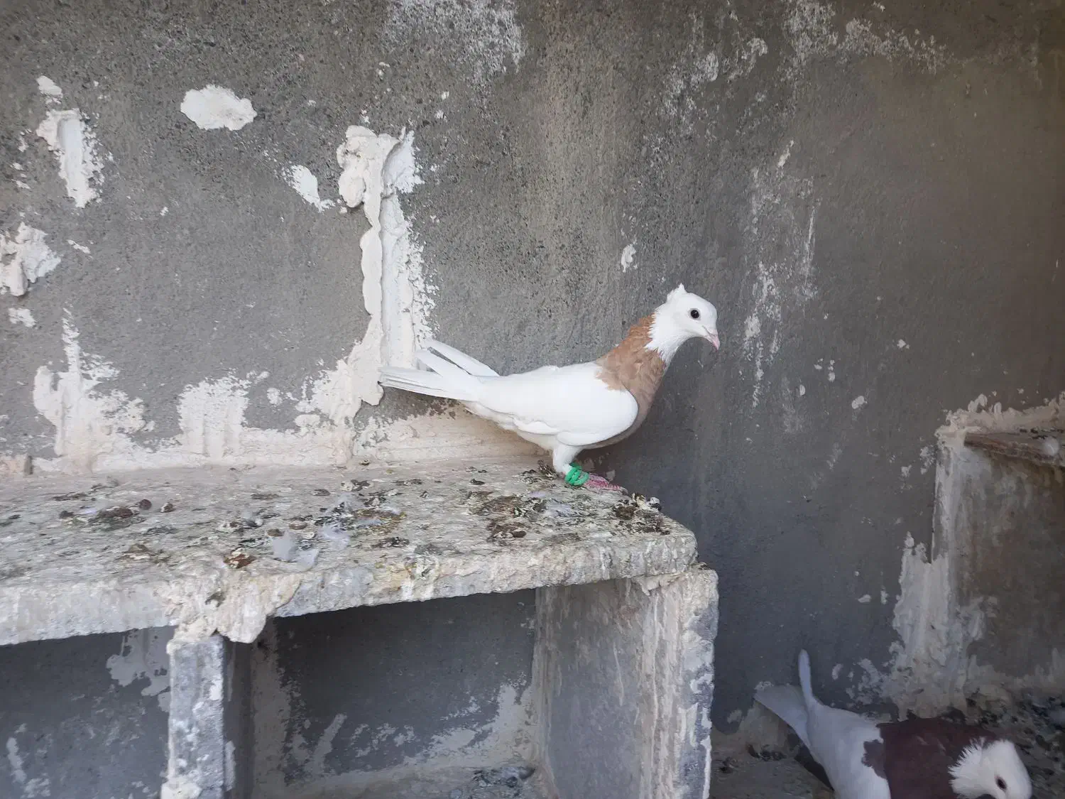 طوقی زرد ماده|پرنده|سبزوار, شهرک ابوذر|دیوار