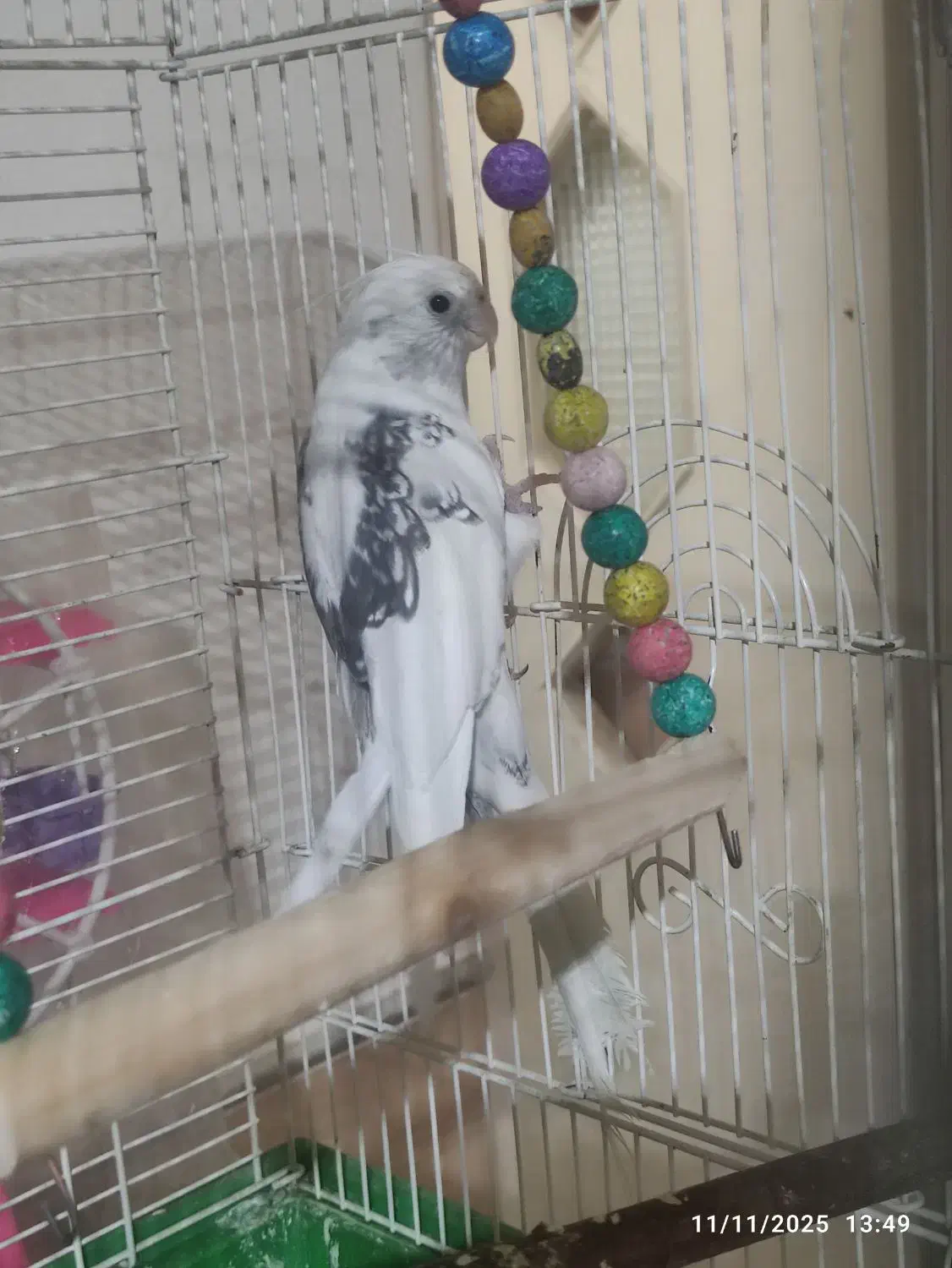 نرو دوکت عروس|پرنده|قم, شهرک امام حسن|دیوار