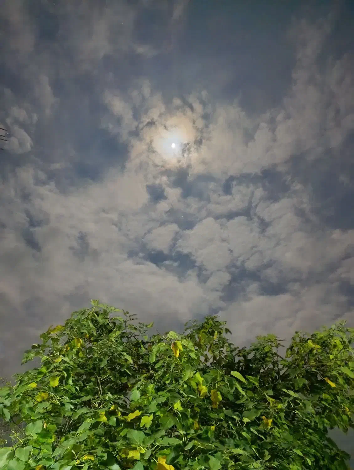 زمین ۱۷۸ متر مربع سند دار داخل شهر لوندویل|فروش زمین و ملک کلنگی|لوندویل, |دیوار